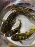 魔荒釣黃辣丁專用餌料野釣黑坑爆護(hù)黃顙魚黃昂刺魚的神器釣魚小藥窩料 1袋裝【一用就爆護(hù)】 曬單實(shí)拍圖