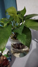 墨一綠蘿植物玻璃盆室內(nèi)水培植物客廳綠植四季 綠蘿玻璃盆 源頭直發(fā) 曬單實拍圖