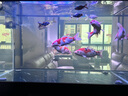 通威 通威魚(yú)飼料原塘高蛋白小顆粒浮料黑坑養(yǎng)殖鯉鯽草羅非觀賞魚(yú)料 180型號(hào)【10斤】30蛋白 浮料通用 曬單實(shí)拍圖