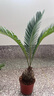 苗彩園藝庭院大型鐵樹(shù)盆景 鐵樹(shù)苗 小蘇鐵 鐵樹(shù)苗植物盆栽蘇鐵苗大鐵樹(shù)庭院陽(yáng)臺室內綠植四季常青耐寒耐熱 球徑5-6厘米鐵樹(shù) 不含盆 曬單實(shí)拍圖