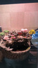 沐欽桌面微景觀(guān)小魚(yú)缸流水擺件循環(huán)水客廳辦公室裝飾開(kāi)業(yè)喬遷新居禮品 浣溪別院空盆(含擺件水泵自吸水 曬單實(shí)拍圖