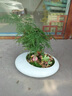 Only you【兩小時(shí)達】小文竹清香木盆栽桌面綠植盆景盆栽辦公室開(kāi)業(yè)喬遷送 清香木盆景 曬單實(shí)拍圖