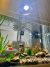 魚出色全光譜魚缸燈防水草缸吊燈水族箱led植物生長燈爆藻燈 增艷智能調(diào)光版黑色30W+支架 曬單實(shí)拍圖
