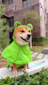 華元寵具（hoopet）柴犬雨衣柯基青蛙斗篷夏季小狗小中型犬防水防臟外出寵物狗狗雨披 XS-脖圍36CM背長36cm建議8-15斤 曬單實拍圖