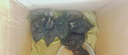 半斤純種黑斗雞脫溫雞農(nóng)家散養(yǎng)一斤正宗柴雞土母雞活體雞五黑雞苗 純種黑斗雞 每只4-5兩買5贈(zèng)1發(fā)6只（5母1公） 曬單實(shí)拍圖