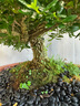 潮裕盆景黃楊木老樁真樹(shù)家有黃楊世代棟梁別墅庭院室內外擺放高端名貴盆景 黃楊盆景9 帶盆栽好 曬單實(shí)拍圖