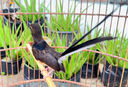 四喜鳥飼料八哥營養(yǎng)鳥食亮羽壯膘提性促鳴叫畫眉繡眼玉鳥混合鳥糧 500g 1袋 【提性壯膘】 曬單實拍圖