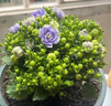 紫風(fēng)鈴盆栽花苗四季花卉帶花苞庭院陽(yáng)臺室內客廳好養易活 紫風(fēng)鈴帶花發(fā)貨 帶盆栽好 曬單實(shí)拍圖