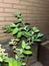 嫣藍藍莓苗藍莓樹苗盆栽地栽藍莓果樹苗/藍莓苗5年苗1棵源頭直發 曬單實拍圖