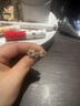郎凱丹頓天然和田玉純銀桃花耳釘女中國風(fēng)小清新高級感輕奢山茶花耳飾耳環(huán) 【和田玉桃花】 曬單實拍圖