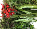云南德宏新鮮蔬菜香料組合緬芫荽香柳小芫荽金芥紅米辣時(shí)令蔬菜 佐料組合一份 曬單實(shí)拍圖
