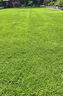 進(jìn)口高爾夫地毯草種籽四季常青低矮濃密免修剪高檔庭院草坪草籽子 高爾夫凈籽1斤 【球場(chǎng)專(zhuān)用】 曬單實(shí)拍圖