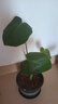 龜背竹盆栽水培大葉四季長(zhǎng)青花卉綠植四季好養(yǎng)活清晰空氣臥室老樁 龜背竹15-20厘米2-3顆 曬單實(shí)拍圖