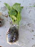 綠寶石甜瓜苗秧超甜香瓜苗早熟高糖羊角蜜四季栽陽(yáng)臺盆栽蔬果菜苗 綠寶苗 3棵苗 曬單實(shí)拍圖