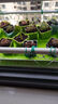 多肉植物精選圖片品種發(fā)貨照圖辦公室室內陽(yáng)臺桌面圖片品種指定品 春萌+昂斯諾+紫珍珠+紫樂(lè )+盆土 曬單實(shí)拍圖