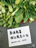 半畝莊園紫土豆黑土豆新鮮蔬菜紫色洋芋馬鈴薯黑美人帶箱3斤/5斤/9斤 5斤 曬單實(shí)拍圖