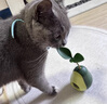 阿莫爾貓玩具牛油果不倒翁漏食自動(dòng)逗貓棒自嗨解悶神器貓薄荷球貓咪玩具 綠色牛油果+鋼絲逗貓棒 曬單實(shí)拍圖