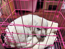果粒之星純種拉布拉多活體寵物狗拉布拉多幼犬導(dǎo)盲犬尋回犬中大型犬 寵物級(jí) 曬單實(shí)拍圖