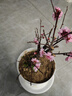 美外四季開(kāi)花梅花盆栽樹(shù)苗紅梅盆景樹(shù)樁耐寒室內室外植物花卉帶花 8年紅梅 曬單實(shí)拍圖
