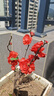 綠絲絳海棠花盆栽樹(shù)苗日本鐵桿北美海棠盆庭院陽(yáng)臺室內耐寒四季花卉植物 日本海棠 8年大苗 曬單實(shí)拍圖