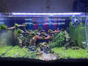 勝畫除藻劑魚池魚缸除綠水去苔劑神器青苔凈去綠藻清除水藻褐藻黑毛藻 除藻王 2L【除藻抑菌 不傷魚 速見效】 曬單實(shí)拍圖