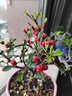 火棘盆景老樁四季觀(guān)花觀(guān)果植物陽(yáng)臺客廳庭院開(kāi)花結果造型小盆景 160#原盆火棘5年老樁 帶盆栽好 曬單實(shí)拍圖