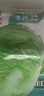 豐抗90白菜種子白菜籽蔬菜山東白菜種孑冬季耐寒四季秋大白菜種籽 永紅豐抗90白菜籽約 1000粒 曬單實(shí)拍圖