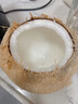 阿嬤森果泰國進(jìn)口椰青【JD/順豐-多地隔日達】椰皇水果去皮青椰香水奶椰子椰青【單果約800g左右】【2枚】嘗鮮裝 曬單實(shí)拍圖
