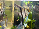 甄夢(mèng)漁野大號神仙魚(yú)燕魚(yú)秘魯七彩淡水魚(yú)紅頭三色雪燕熊貓活體熱帶觀(guān)賞魚(yú) 秘魯神仙一對8-10cm 曬單實(shí)拍圖