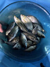 強磁迷你拉餌盤(pán)地插三合一支架釣箱釣椅餌料魚(yú)餌拉餌盒小拉餌盤(pán) 夢(mèng)幻藍迷你拉餌盤(pán) 曬單實(shí)拍圖