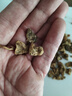 山慈菇中藥材毛慈菇山茨菇干貨冰球子云南無(wú)硫新鮮 山慈菇100克三袋 曬單實(shí)拍圖