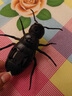 杰雅蒂大螳螂電動(dòng)玩具遙控仿真爬行小動(dòng)物搞怪整蠱兒童玩具2024新款 遙控螳螂 曬單實(shí)拍圖