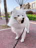 智宙狗嘴套防叫防咬防亂吃中小型犬狗口罩透氣泰迪柯基金毛專用狗嘴罩 奧利棕小熊【雙重鎖定 】 S（建議體重6-15斤） 曬單實拍圖