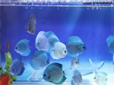 仟湖魚(yú)缸觀(guān)賞魚(yú)專(zhuān)用鹽殺菌消毒新缸養魚(yú)水族用鹽礦物鹽熱帶魚(yú)凈水海鹽 500g*5包觀(guān)賞魚(yú)鹽 曬單實(shí)拍圖