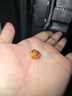 周生生七夕黃金轉(zhuǎn)運珠 Charme足金小桃花牡丹花元寶國風串珠 組合單顆 92662C牡丹花 曬單實拍圖
