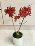 臨雅紅楓盆景樹苗四季好養(yǎng)綠植物桌面辦公室內盆栽源頭直發(fā)亞光瓷盆 曬單實拍圖