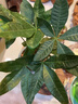 新品開花發(fā)財樹盆栽室內(nèi)好養(yǎng)易活花卉植物客廳辦公室綠植四季開花 紅顏【四季長青 驅(qū)蚊好養(yǎng)】 送肥料+盆 曬單實拍圖
