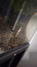 子陵原生冷水魚(yú)小型淡水白面溪流吻蝦虎魚(yú)好養耐活熱帶觀(guān)賞魚(yú)李氏 李氏蝦虎4-7厘米5條 曬單實(shí)拍圖