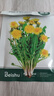 北蔬 蒲公英種子苗四季種野生可食用蔬菜種籽 蒲公英種子10g約1萬粒 曬單實(shí)拍圖