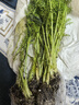 大禹生菜苗帶根帶土秧苗盆栽青菜苗壽光蔬菜苗活苗冬春季種植 割茬茴香苗20棵 曬單實(shí)拍圖