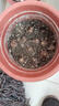 【耐寒】重瓣晚香玉盆栽花卉濃香型庭院室內耐寒耐旱植物當年開(kāi)花 混色：十顆+肥料 限世搶購：僅剩6份 曬單實(shí)拍圖