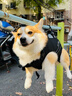 TOUCHDOG寵物狗狗雙肩背包大狗便攜橫包騎行外出神器老犬助行大狗狗包 雙肩橫背-黑色 XL碼【建議22-38斤內(nèi)】 曬單實(shí)拍圖