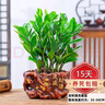 金錢樹(shù)盆栽植物室內(nèi)陽(yáng)臺(tái)花卉客廳大小型綠植喬遷新居植物h 金錢樹(shù)30-50cm（財(cái)源茂盛盆） 曬單實(shí)拍圖