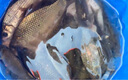 民間藝人磨砂漂身魚(yú)漂野釣輕口鯽魚(yú)鯉魚(yú)浮漂高靈敏醒目加粗鰱鳙大物漂 MX01漂長(cháng)34.2CM吃鉛1.20克 曬單實(shí)拍圖