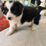雙血統(tǒng)純種邊境牧羊犬七白三通賽級(jí)邊牧幼犬活體高智商寵物狗幼崽 寵物級(jí) 曬單實(shí)拍圖