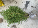 唯友 超微 花朵小多頭迷你盆栽微型 陽臺月季花苗 中苗 含盆   原盆 曬單實(shí)拍圖