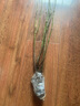 京佳樂(lè )黃荊樁老樁黃荊盆景熟樁樹(shù)樁根雕舍利黃荊室內綠植辦公室盆栽庭 小號舍利老樁隨機 不含盆 曬單實(shí)拍圖