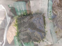 FKSC魚缸水草植物莫斯珊瑚水草活體凈化水質(zhì)陰性造景增氧鋪底水培植物 【拍一發(fā)二】三角莫斯 曬單實(shí)拍圖