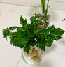 行湘水培綠植桌面綠植盆栽觀葉盆景小幸福樹2株+廣口玻璃瓶 源頭直發(fā) 曬單實(shí)拍圖