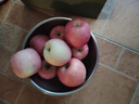 秦悅仙果鮮山東煙臺紅富士蘋(píng)果【閃送】新鮮水果棲霞脆甜整箱送禮物盒年貨節 凈重8.5斤【家庭裝】單果80-90mm 【萬(wàn)里挑一】50年精選果丨蕞甜 曬單實(shí)拍圖